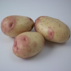 5015882242276 1 King Edward Main Crop Seed Potatoes 2kg.JPG